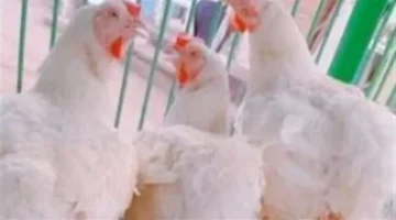 تطورات أسعار الفراخ البيضاء والبلدي في بورصة الدواجن وتحديثات قيمة الكتاكيت والبيض